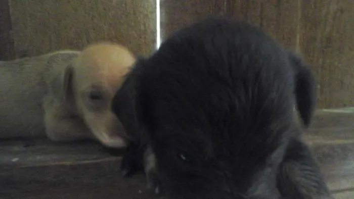 Cachorro ra a mistura idade  nome mocinha