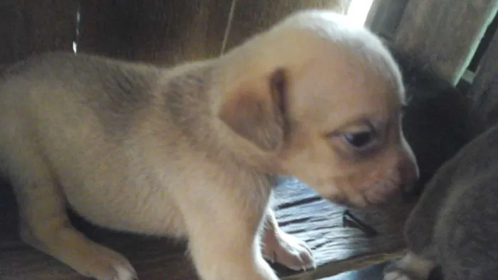 Cachorro ra a mistura idade Abaixo de 2 meses nome moça