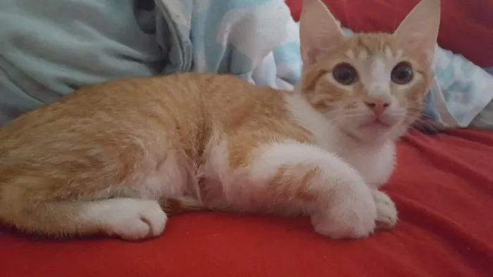 Gato ra a Vira Lata  idade 2 a 6 meses nome Bart