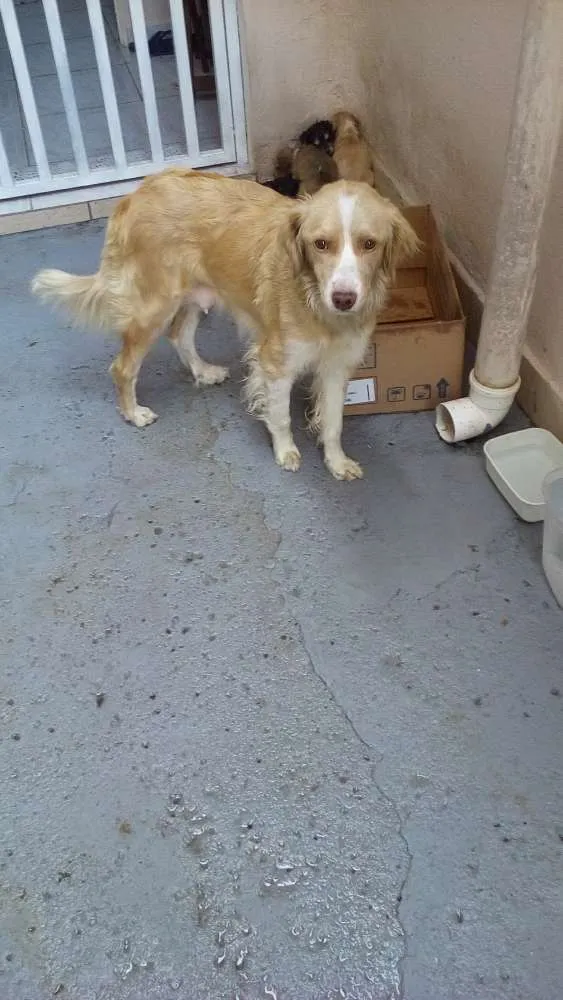 Cachorro ra a mestiço vira lata com golden idade  nome Meri Jane