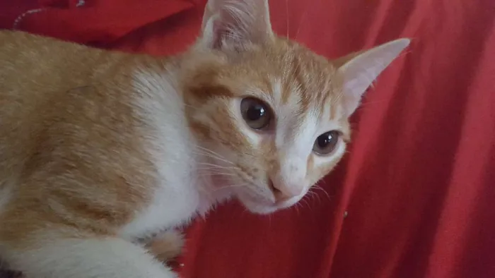 Gato ra a Vira Lata  idade 2 a 6 meses nome Bart
