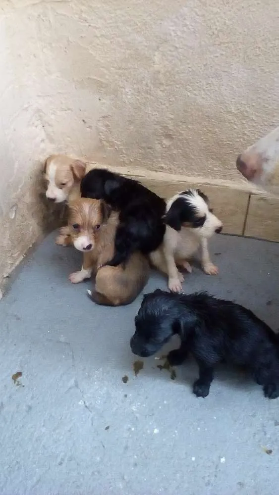 Cachorro ra a mestiço vira lata com golden idade  nome Meri Jane