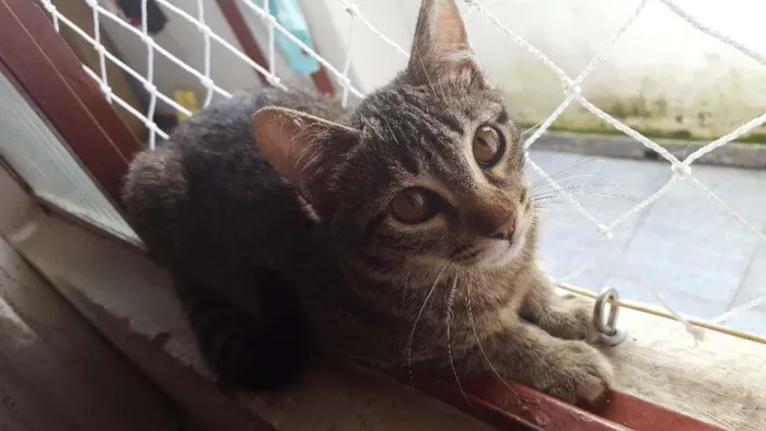 Gato ra a Vira Lata  idade 2 a 6 meses nome Lisa 
