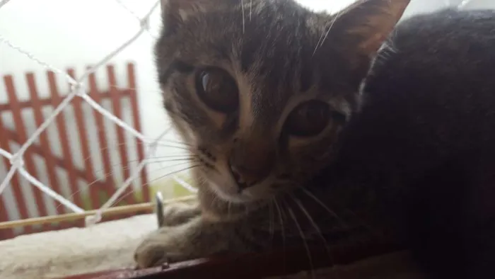 Gato ra a Vira Lata  idade 2 a 6 meses nome Lisa 