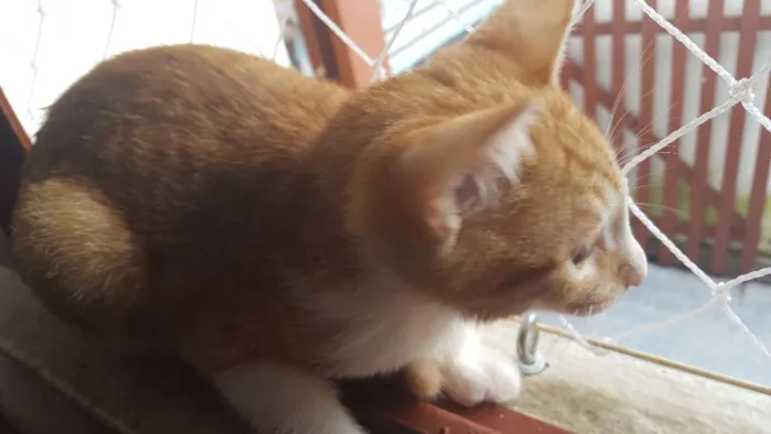 Gato ra a Vira Lata  idade 2 a 6 meses nome Bart