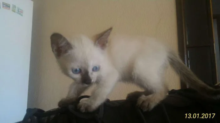 Gato ra a Siamês idade Abaixo de 2 meses nome Pluma