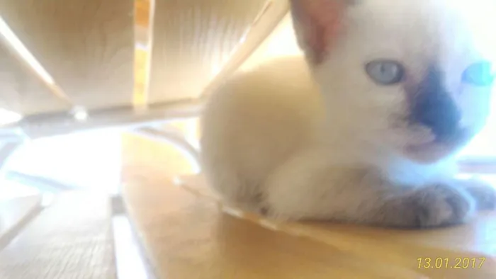 Gato ra a Siamês idade Abaixo de 2 meses nome Pluma