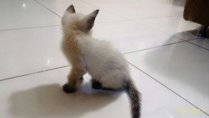 Gato ra a Siamês idade Abaixo de 2 meses nome Pluma
