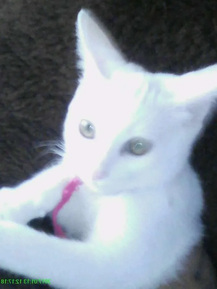 Gato ra a Mista idade 2 a 6 meses nome Menina