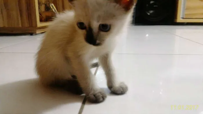 Gato ra a Siamês idade Abaixo de 2 meses nome Pluma