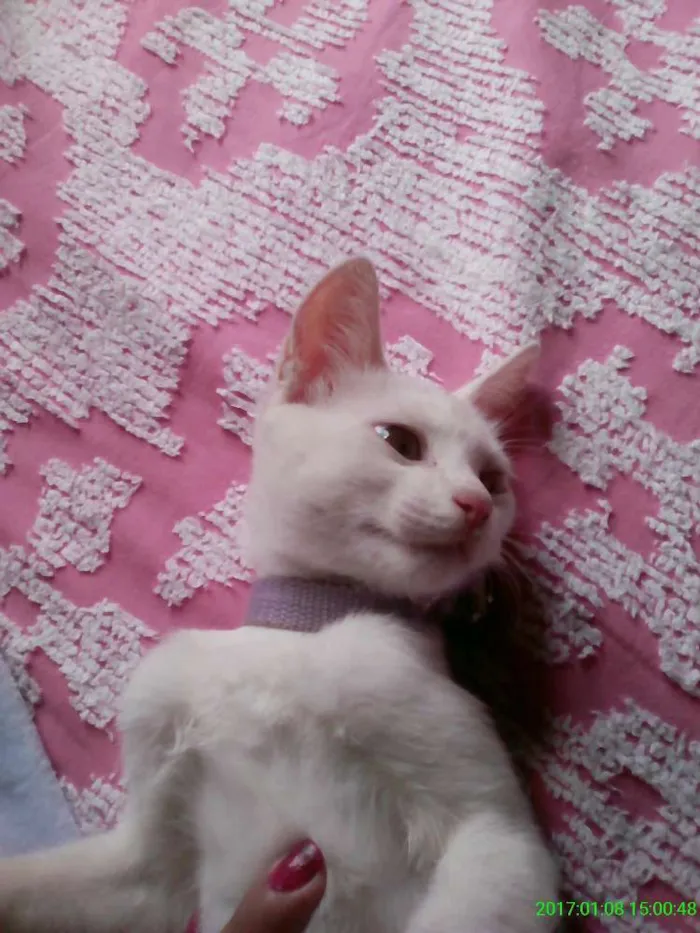 Gato ra a Mista idade 2 a 6 meses nome Menina