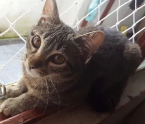 Gato raça Vira Lata  idade 2 a 6 meses nome Lisa 