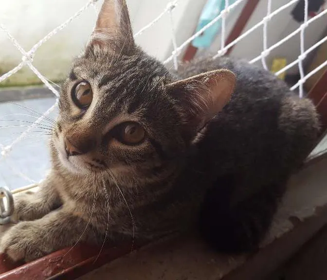 Gato ra a Vira Lata  idade 2 a 6 meses nome Lisa 
