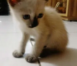 Gato raça Siamês idade Abaixo de 2 meses nome Pluma
