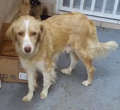 Cachorro ra a mestiço vira lata com golden idade  nome Meri Jane