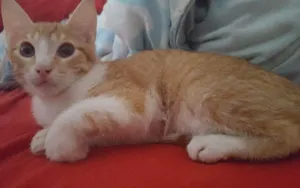 Gato raça Vira Lata  idade 2 a 6 meses nome Bart