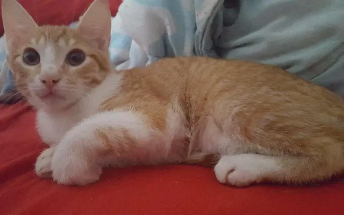 Gato ra a Vira Lata  idade 2 a 6 meses nome Bart