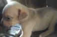 moça