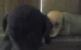 mocinha