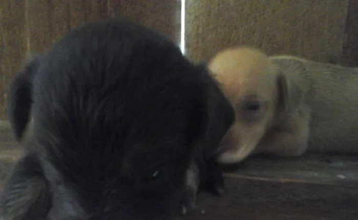 Cachorro ra a mistura idade  nome mocinha