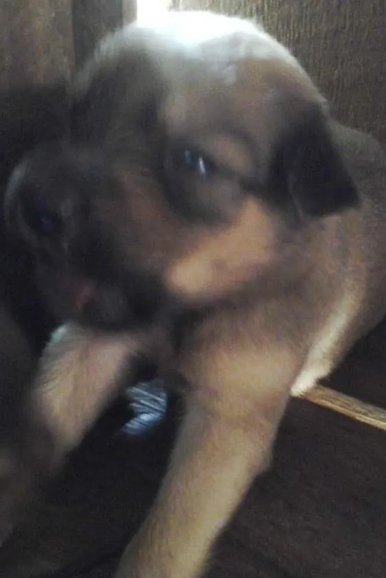 Cachorro ra a misturado idade Abaixo de 2 meses nome pequenina