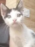 Pipoca