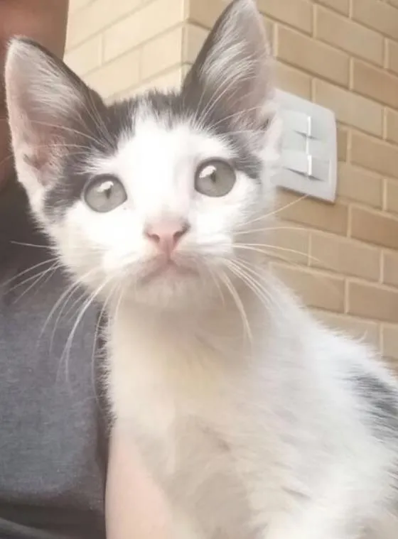 Gato ra a Vira-lata  idade  nome Pipoca