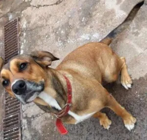 Cachorro raça Mestiça de fila idade 2 anos nome Hanna