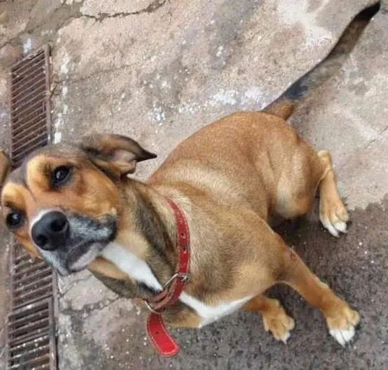 Cachorro ra a Mestiça de fila idade 2 anos nome Hanna