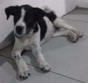 Cachorro raça Vira lata idade 2 a 6 meses nome Lucy