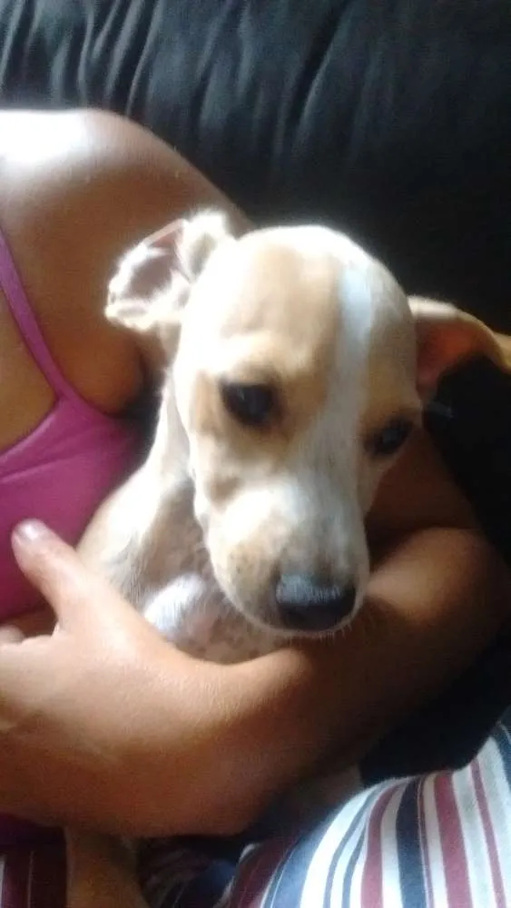 Cachorro ra a viralata idade 2 a 6 meses nome branquinho