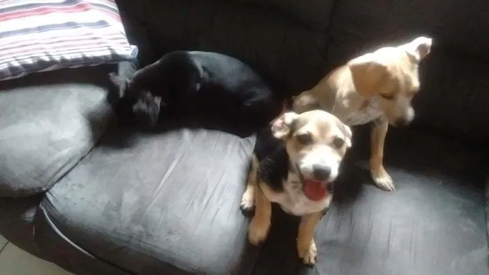 Cachorro ra a viralata idade 2 a 6 meses nome branquinho