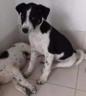 Cachorro raça Vira lata idade 2 a 6 meses nome Luke