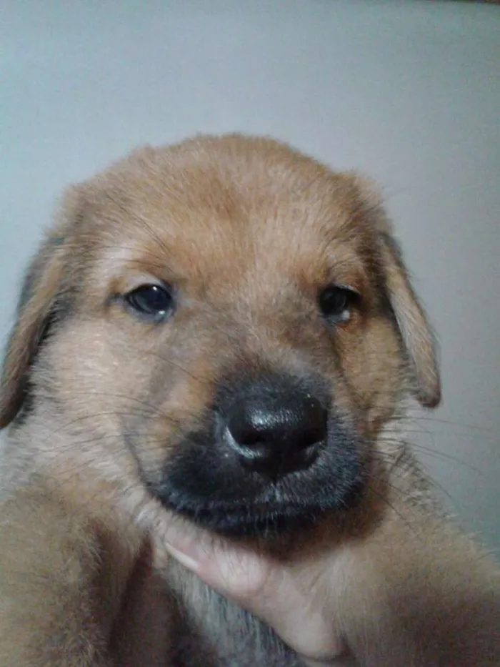Cachorro ra a Vira lata idade Abaixo de 2 meses nome Sem nome