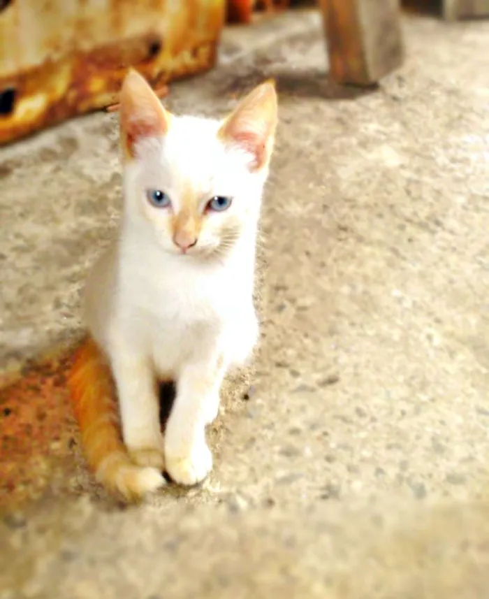 Gato ra a VIRA LATA idade 2 a 6 meses nome NINO/BUDDY/BILLY/XUX