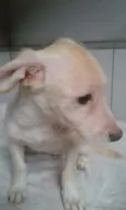 milu