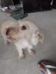 milu