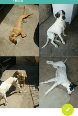 Cachorro raça Não definido idade 1 ano nome Bernardo