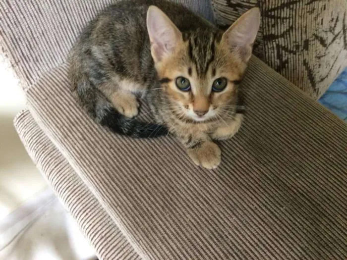 Gato ra a  idade Abaixo de 2 meses nome Gatinhos