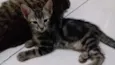 Gatinhos
