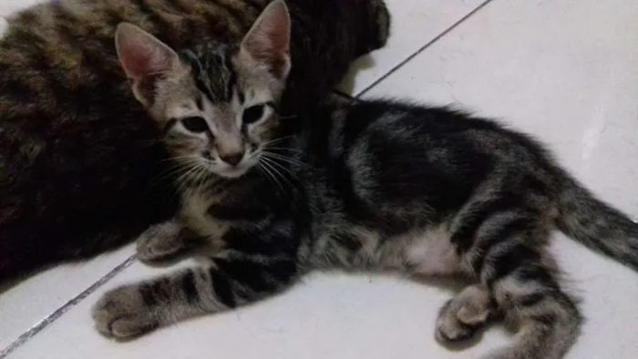 Gato ra a  idade Abaixo de 2 meses nome Gatinhos