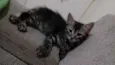 Gatinhos