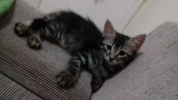 Gato ra a  idade Abaixo de 2 meses nome Gatinhos