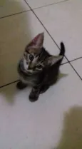 Gatinhos