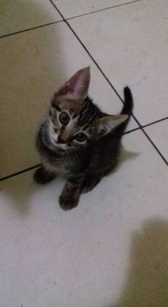 Gato ra a  idade Abaixo de 2 meses nome Gatinhos