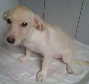 Cachorro raça srd idade 2 a 6 meses nome milu