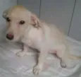 milu