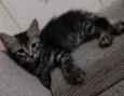 Gatinhos