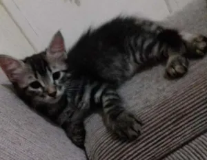 Gato raça  idade Abaixo de 2 meses nome Gatinhos