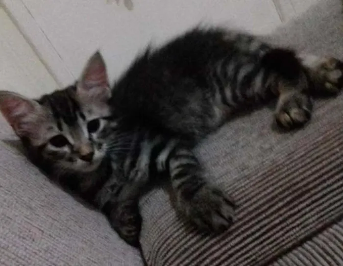 Gato ra a  idade Abaixo de 2 meses nome Gatinhos